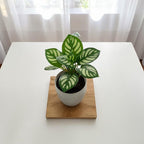 Small Artificial Bonsai in Pot, Faux Foliage Desk Plant, Minimalist Green Home Office Decor